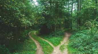 A wooded area with two paths, divided by a tree. 