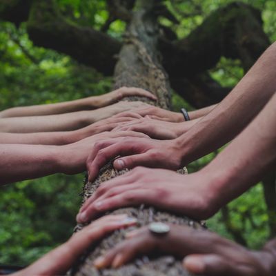 Hands with various skin tones placed on the log of a tree